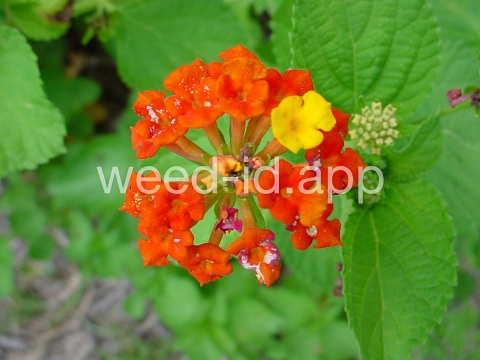 lantana, largeleaf